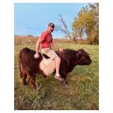 Jack. 4 year old proven Mini belted/highland