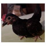Black and gold Serama cockerel