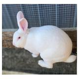 Pedigree REW, Rex male.