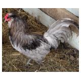 Lavender Americana rooster