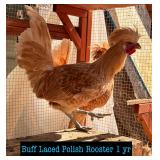 Polish rooster- buff laced, 1 year old