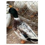 Call duck drake gray mallard. Nice small duck