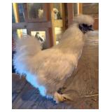 Silkie rooster