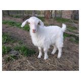 Gorgeous Pygora doeling born on 3/17