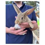 1 - New Zealand Buck, 2 months old,