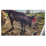 Watusi heifer