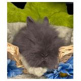 6 week old lion head buck