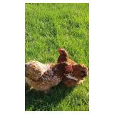 2 Calico cochin bantam hens.