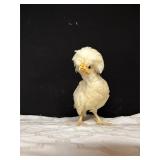 Buff laced polish pullet 6 weeks old