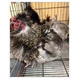 Pair of Frizzle Bantams