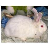 8 week old lionhead buck reserve