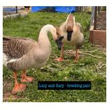 African geese- breeding pair! Hatch every year