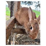 New Zealand Doe - Solid Red, Proven