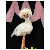 Polish hen laying gentle