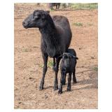 1.5-year-old black Katahdin ewe with ram lamb born