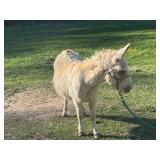 Spotted Miniature Jenny Donkey, big baby belly
