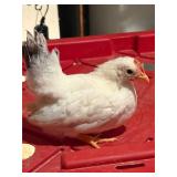 White Black Tailed Japanese Bantam rooster 8 weeks