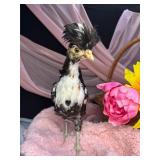 Tolbundt polish pullet 6 weeks old