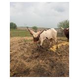 Watusi Steer