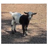 Micro mini Nigerian Dwarf Doeling