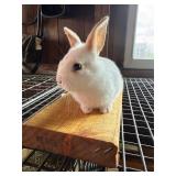 Mini Rex/Lion head Cross Bunny Unsexed