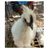 White silkie cockerel, straight comb