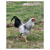 Tommy  Homestead Mix, Hatched Oct 2025