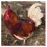 Rhode Island Red Cross red jungle fowl rooster