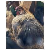 Gorgeous Partridge Silkie rooster