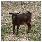 Nigerian dwarf Buck, naturally polled