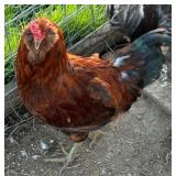 Ameraucana Rooster 6 months old
