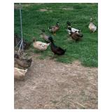 Male Golden 300 Hybrid ducks x2