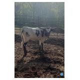 Registered longhorn heifer. Sells open.