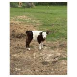 Panda heifer calf. Still on bottle 7a and 7p