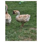 Rare pair of Buff Dewlap Chinese Geese