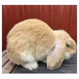 ï¿½Chilliï¿½ Pedigreed French Lop Buck