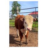 Yearling mini hereford heifer Born May 2025
