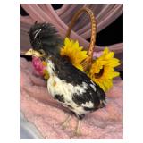 Tolbundt polish pullet 6 weeks old