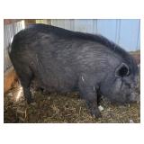 4 year old Vietnamese Pot-bellied sow