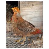 Juvenile Golden Male Pheasant, coloring very nice