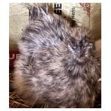 Silkie. Pictures donï¿½t do the colors justice