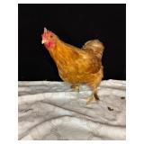 9 month old red bantam Cochin hen laying