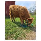 ï¿½Charlieï¿½ Mini Highland/Mini Longhorn bull cross