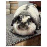 Sr broken chinchilla doe. 1-7-25 proven