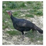 Black Spanish Turkey Hen