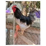 Easter egger rooster- 1 and half year old,