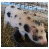 8 month old American Mini pig Gilt.