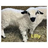 ï¿½Lillyï¿½ Valais/Mule ewe lamb