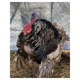 Late Spring 2025 Turkey hatch. Narragansett Tom