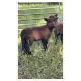 10 week old babydoll ewe lamb Spotted genetics